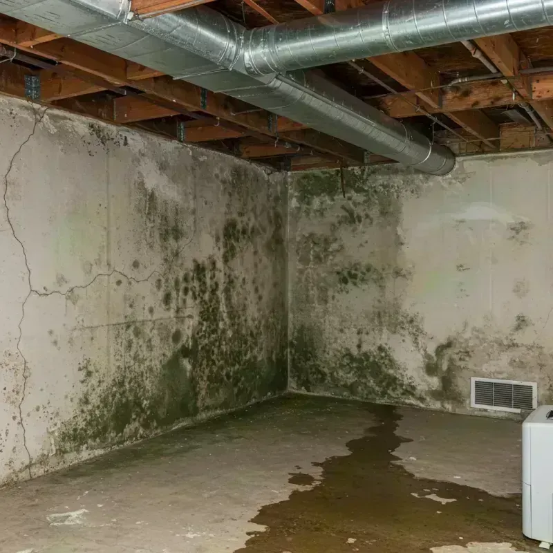 Professional Mold Removal in Clay County, WV